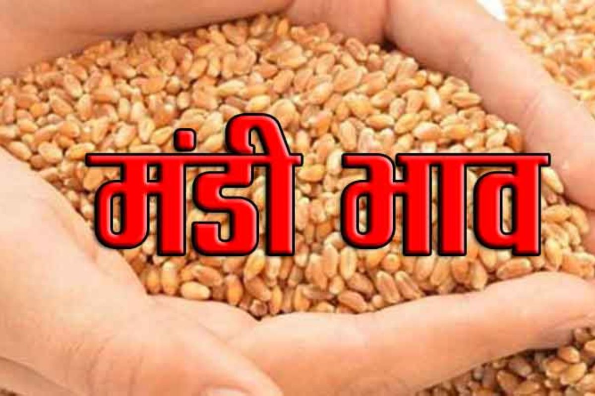 महंगे हुए सूखे मेवे, गिलेशन मंडी में बादाम ₹800 तो पिस्ता ₹1440 प्रति किलो पर पहुंचा, देखें आज की रेट लिस्ट