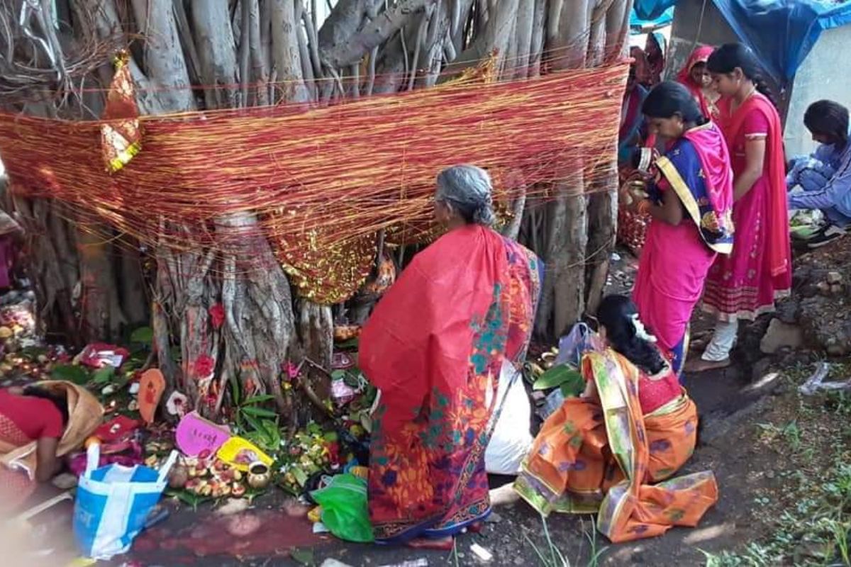 सरायकेला में वट सावित्री व्रत की धूम, सुहागिन महिलाएं करेंगी पति की लंबी उम्र की कामना