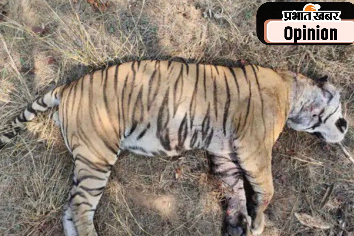 बाघों के संरक्षण में बाधक हैं उनकी मौत के आंकड़े