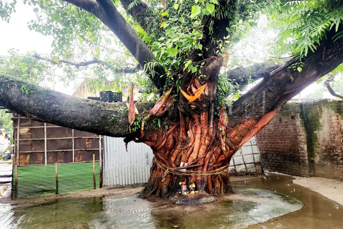 शनि दोष और दरिद्रता से मुक्ति के लिए शनिवार को पीपल वृक्ष की विशेष पूजा, उमड़ी श्रद्धालुओं की भारी भीड़
