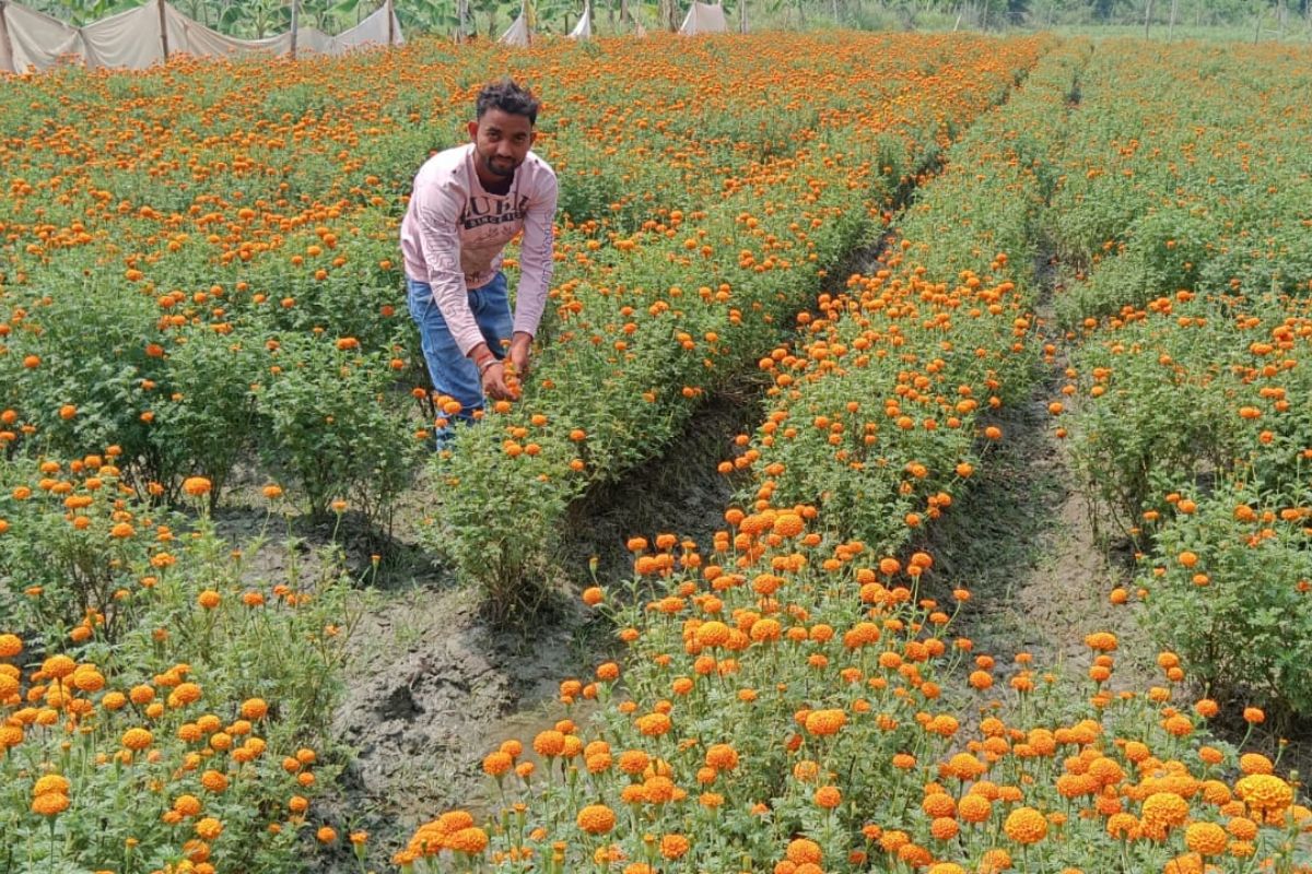 Hajipur News : गेंदा फूल की खेती से किसानों की बढ़ रही आमदनी