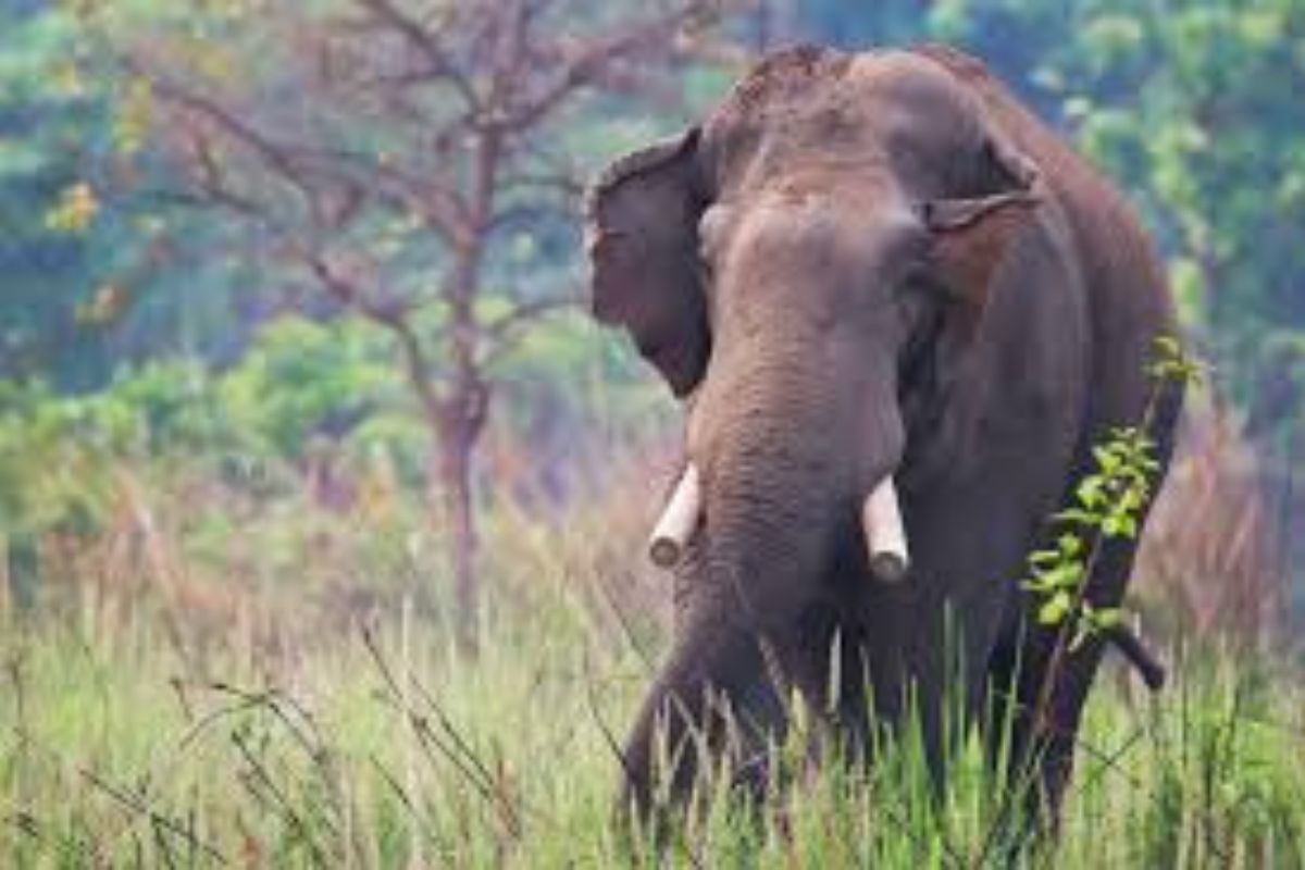 जंगली हांथी ने फिर व्यक्ति को कुचल कर मार डाला