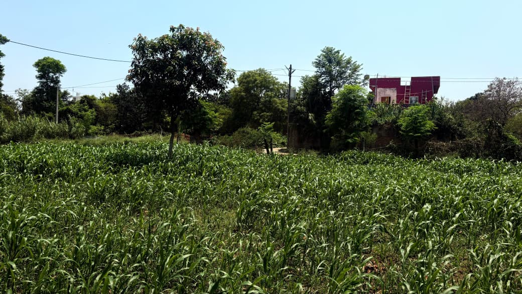 दिनभर उमस भरी गर्मी से लोग बेहाल, शाम में बारिश के आसार: खगड़िया-गोगरी में मौसम ने लिया फिर यू-टर्न