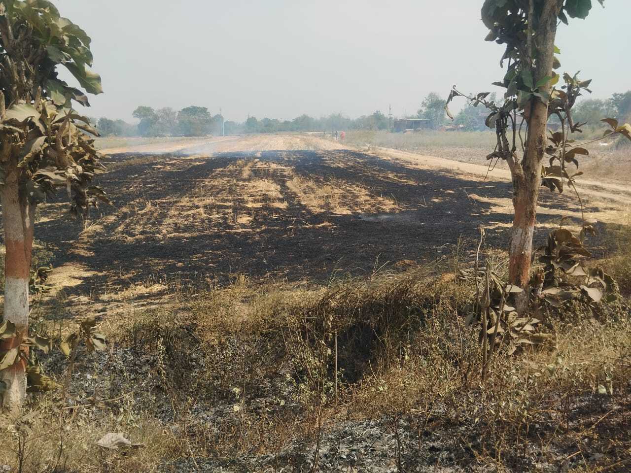 पराली जलाने से बंजर हो रहे खेत, घट रही उर्वरा शक्ति