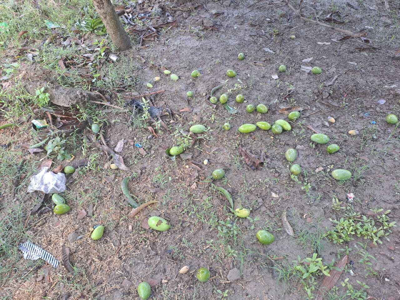 KHAGARIA तेज आंधी एवं बारिश ने बरपाया कहर, बिजली व्यवस्था ध्वस्त, किसानों की बढ़ी चिंता