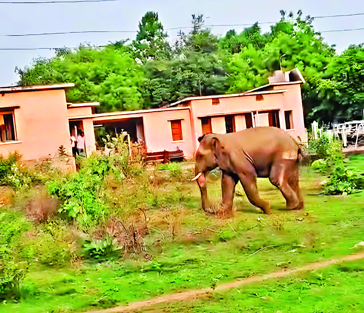 Sambalpur News: अनुगूल में हाथी के हमले में फॉरेस्टर घायल, अस्पताल में भर्ती