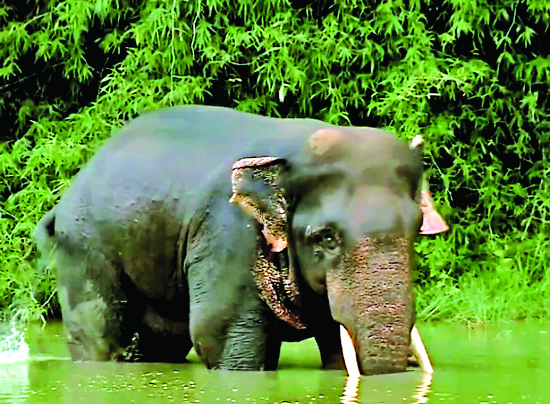 Sambalpur News: हाथी के हमले में दो दिनों में दो की मौत, एक की हालत गंभीर