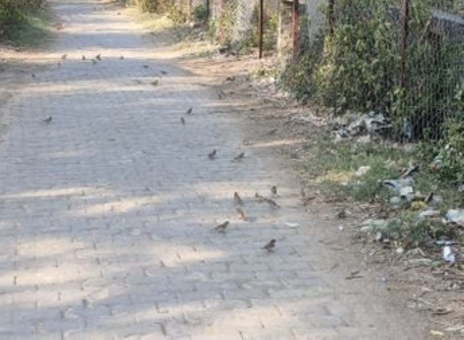 43 डिग्री के पार पहुंचा अधिकतम पारा, इंसान के साथ पशु-पक्षी बेहाल