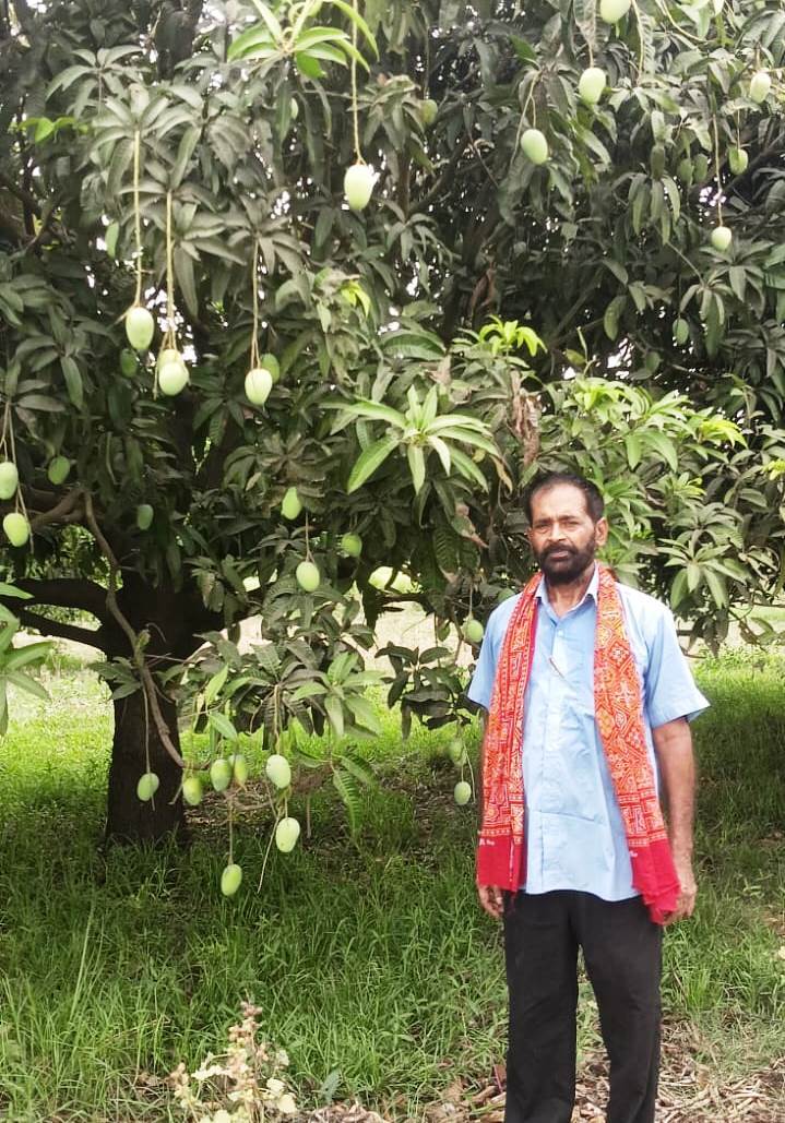 Bhagalpur news सुलतानगंज का जर्दालु आम आकार, स्वाद व सुगंध में खास