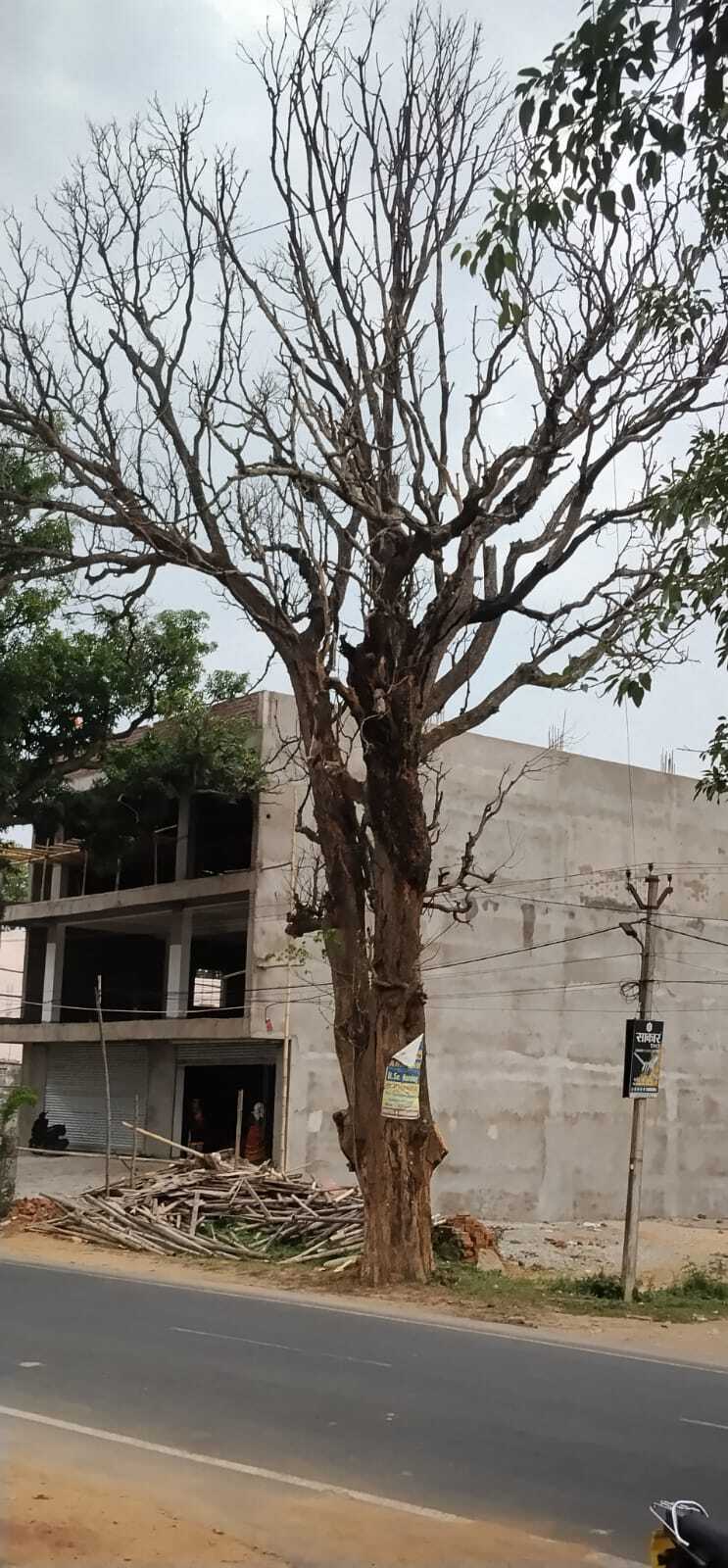 खतरे को आमंत्रण दे रहा है सूखा पेड़