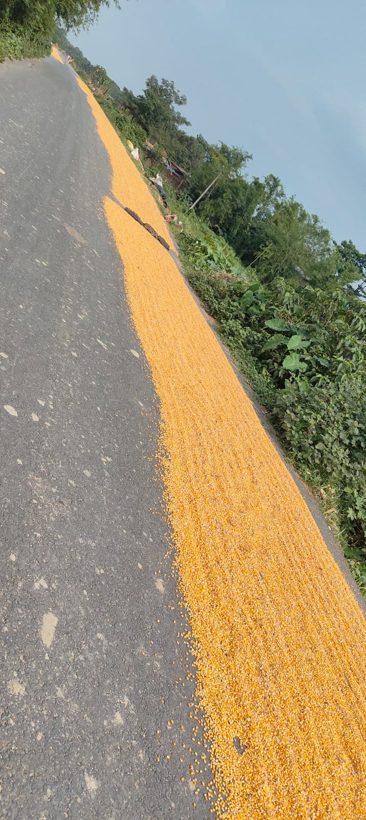 सड़कों पर मकई सुखाने से बढ़ा हादसे का खतरा, राहगीर परेशान