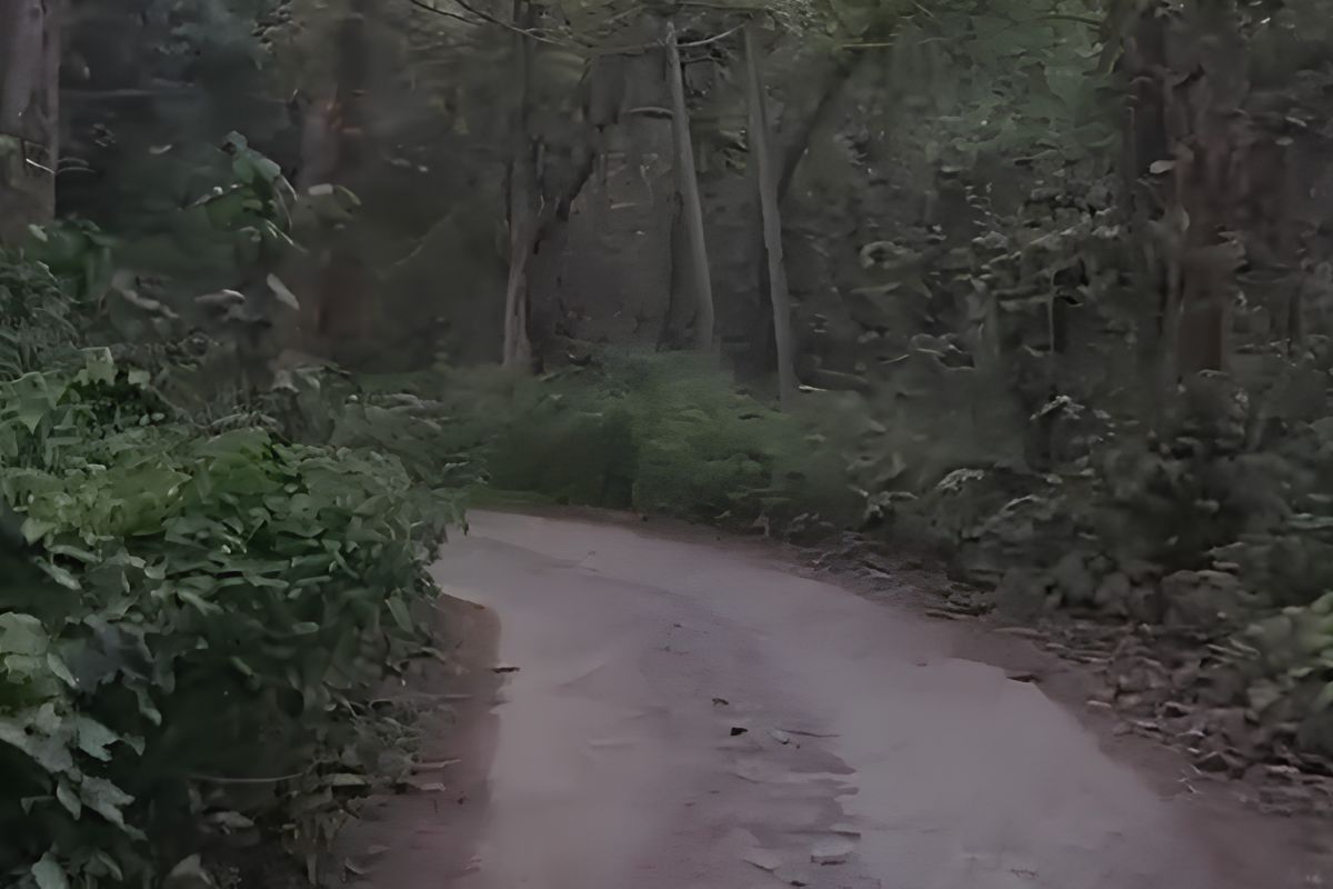 saranda jungle