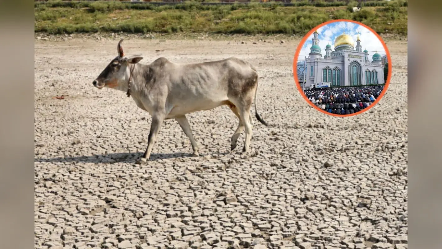 मद्रास हाईकोर्ट का फैसला, बकरीद पर गाय की कुर्बानी पर पूरे राज्य में रोक