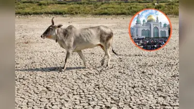 मद्रास हाईकोर्ट का फैसला, बकरीद पर गाय की कुर्बानी पर पूरे राज्य में रोक