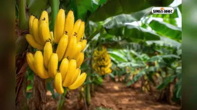 दुनिया में 7वें नंबर पर आता है भारत का ये जिला, जानें क्यों इसे कहते हैं ‘Banana Capital’