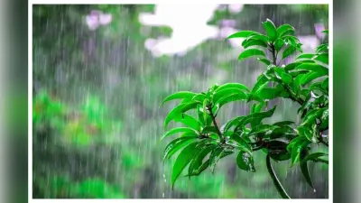 Bettiah News: जेठ में सावन का एहसास, बेतिया में बदला मौसम, फायदे में गन्ना फसल