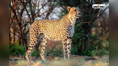 भारत के किस राज्य को कहते हैं Cheetah State, जानें वजह