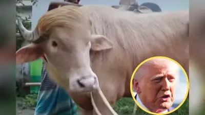 ईरान ने ट्रंप को किया ट्रोल: हमशक्ल भैंसे का वीडियो शेयर कर लिखा- ‘पुअर थिंग’