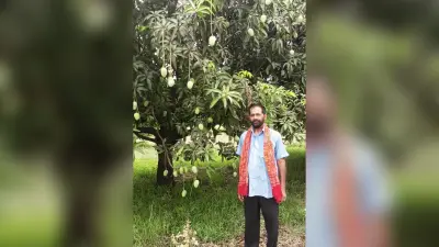 Bhagalpur news सुलतानगंज का जर्दालु आम आकार, स्वाद व सुगंध में खास