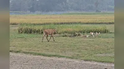 हाजीपुर में दर्दनाक हादसा: खेत में काम कर रहे किसान की करंट लगाने से मौत, फसल बचाने का तरीका बना काल