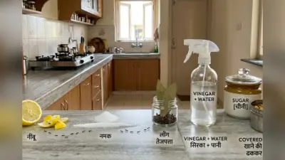 घर में खत्म करना है चींटियों का आतंक, तो ट्राई करें ये 5 असरदार घरेलू नुस्खे