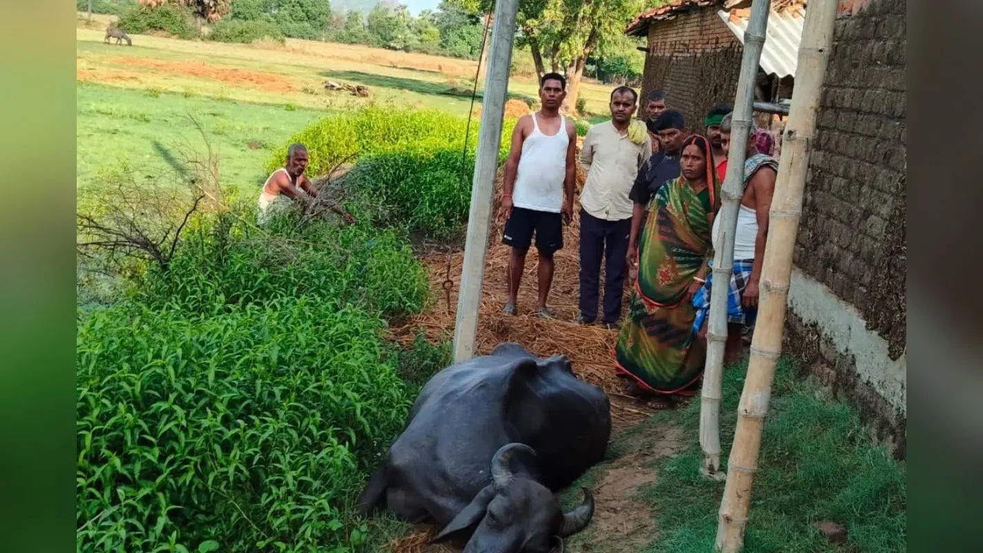नवादा में बिजली करंट की चपेट में आने से भैंस की मौत, किसान का रो रो कर बुरा हाल