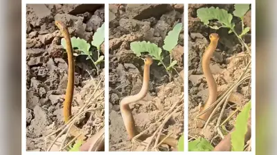 Viral Video: रैट स्नेक का ‘नागिन डांस’! इंटरनेट पर छाया वीडियो
