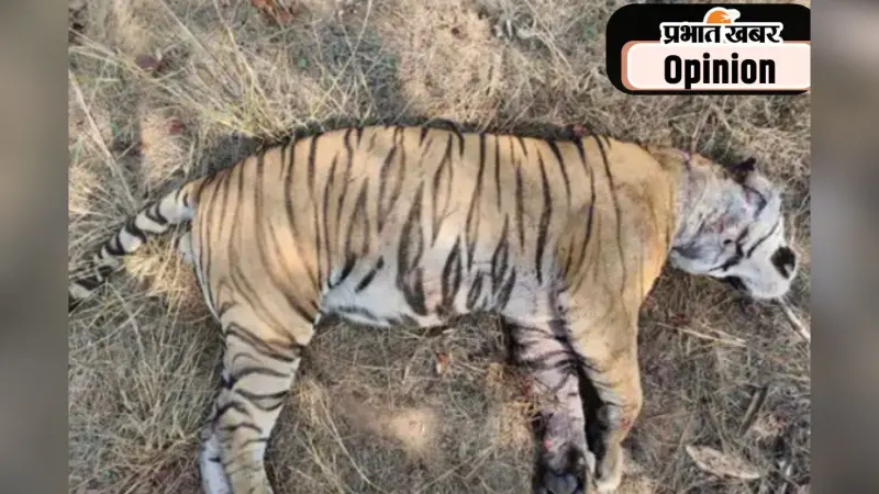 बाघों के संरक्षण में बाधक हैं उनकी मौत के आंकड़े
