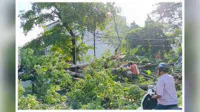 मुजफ्फरपुर: मेडिकल के पास पेड़ गिरने से सड़क जाम, NH-77 पर यातायात बाधित