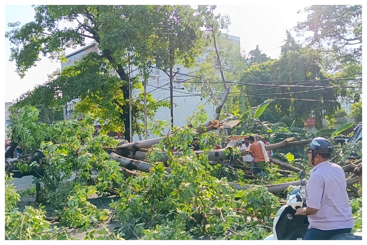 मुजफ्फरपुर: मेडिकल के पास पेड़ गिरने से सड़क जाम, NH-77 पर यातायात बाधित