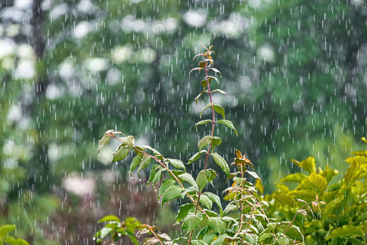 Motihari Weather Today