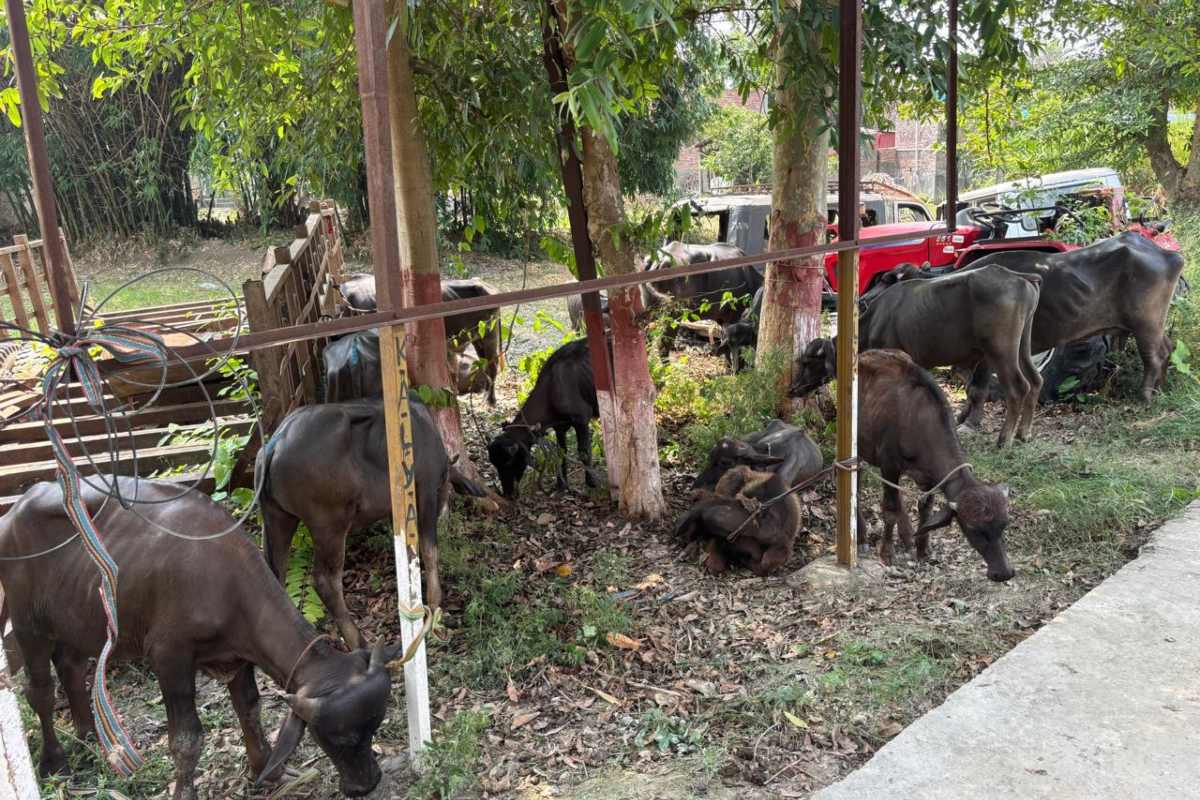 बगहा: पशु तस्करी की बड़ी साजिश नाकाम, 18 मवेशियों के साथ पिकअप जब्त, दो हिरासत में