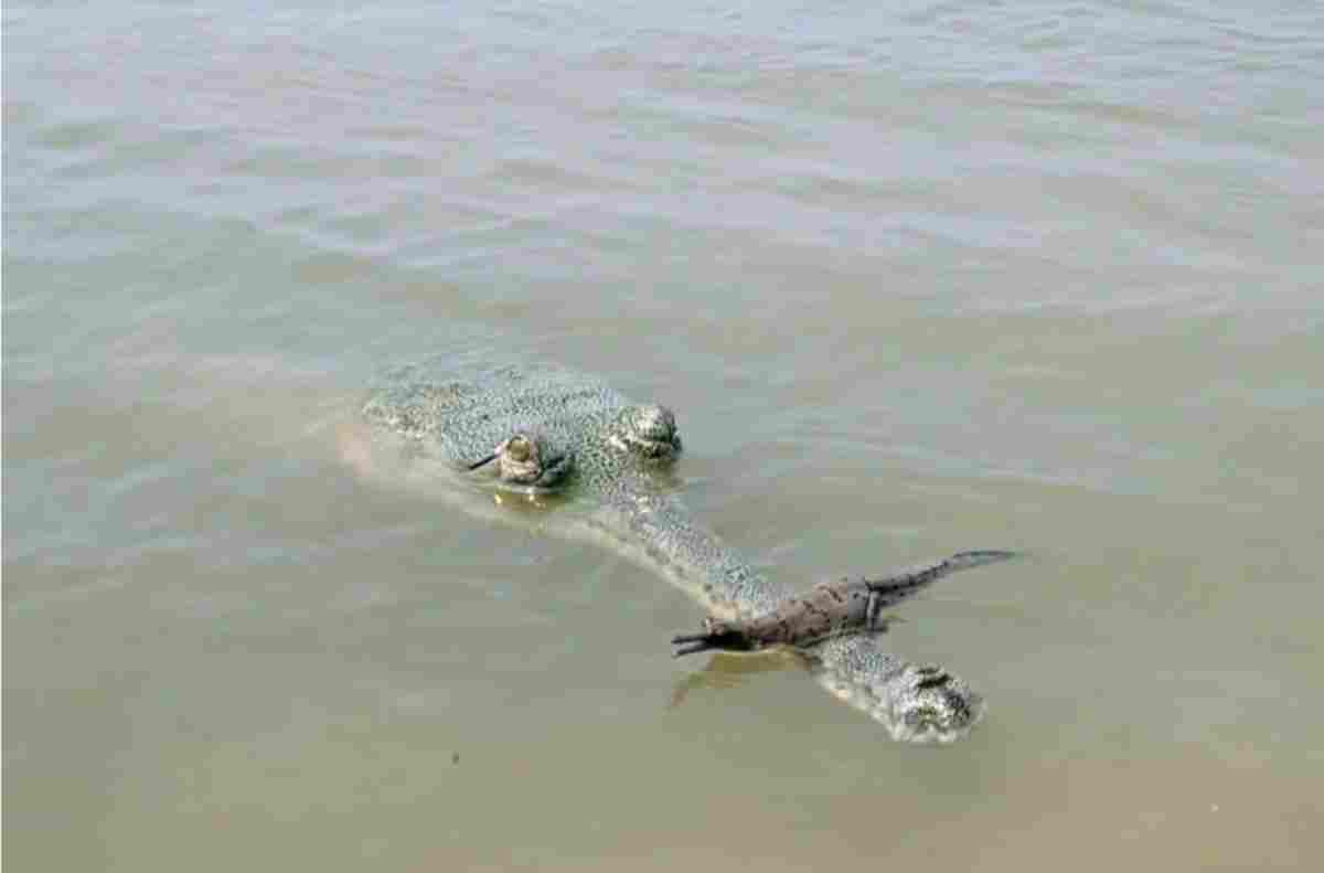 बगहा: थूथन पर बच्चा लेकर गंडक में तैरती दिखी मादा घड़ियाल, ममता की अनोखी तस्वीर