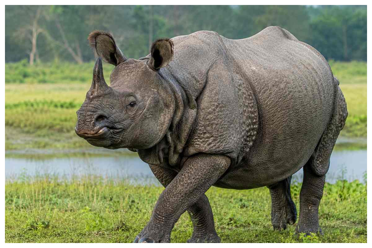 बगहा: वाल्मीकिनगर के जंगलों में वन्यजीवों का दीदार, गैंडा और तेंदुआ देख झूम उठे सैलानी