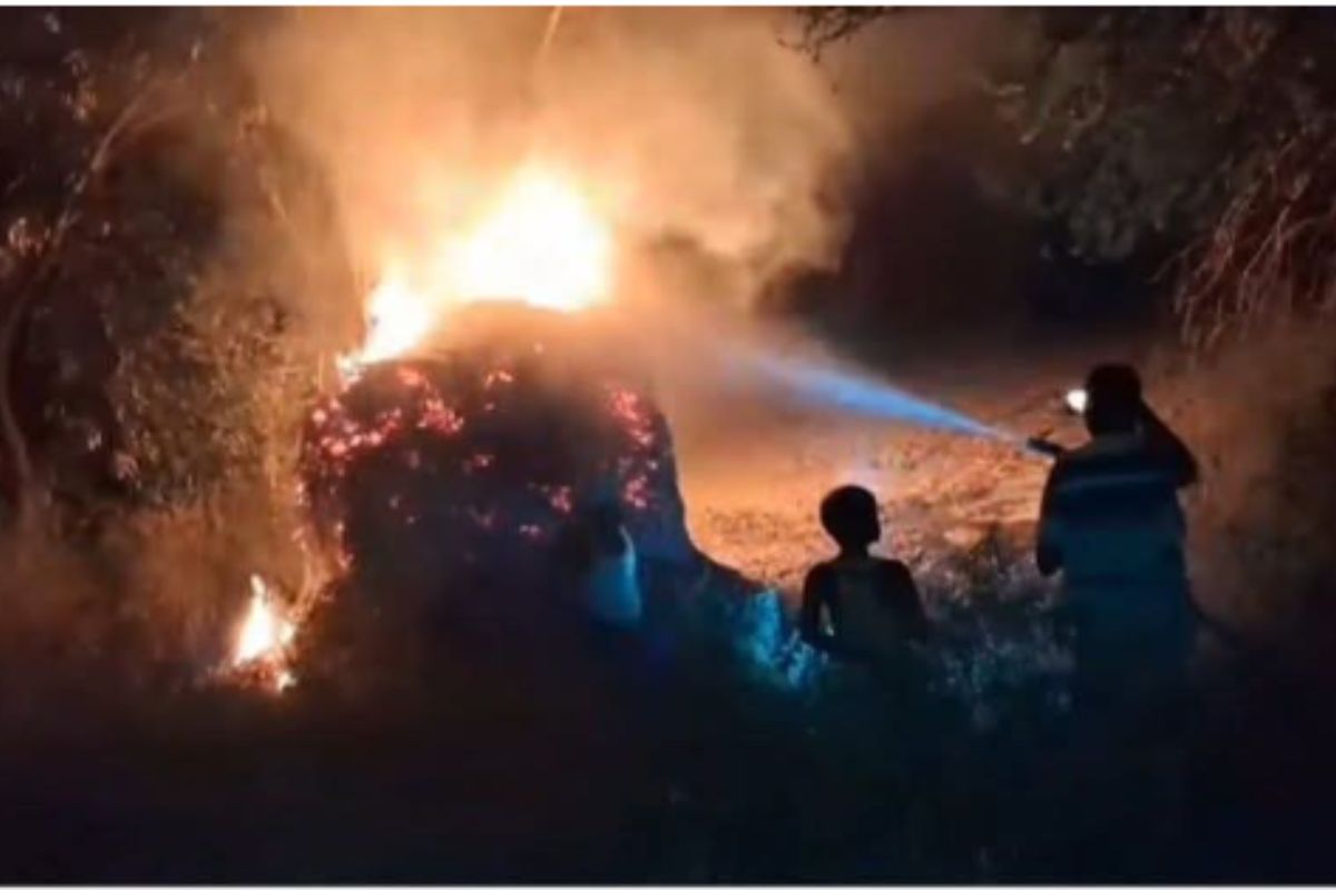 खगड़िया में 5 बीघा मक्का में लगाई गई आग, रातभर मची अफरा-तफरी, दमकल ने बड़ी तबाही टाली