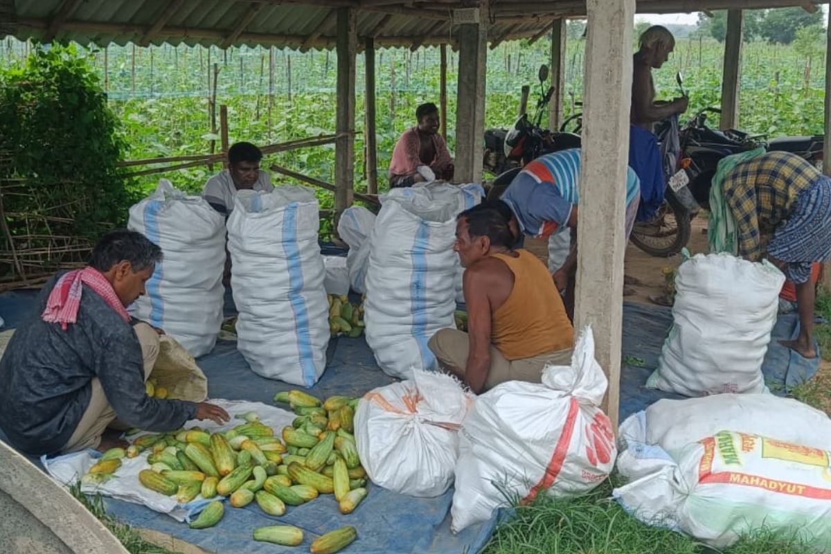 Cucumber Farming