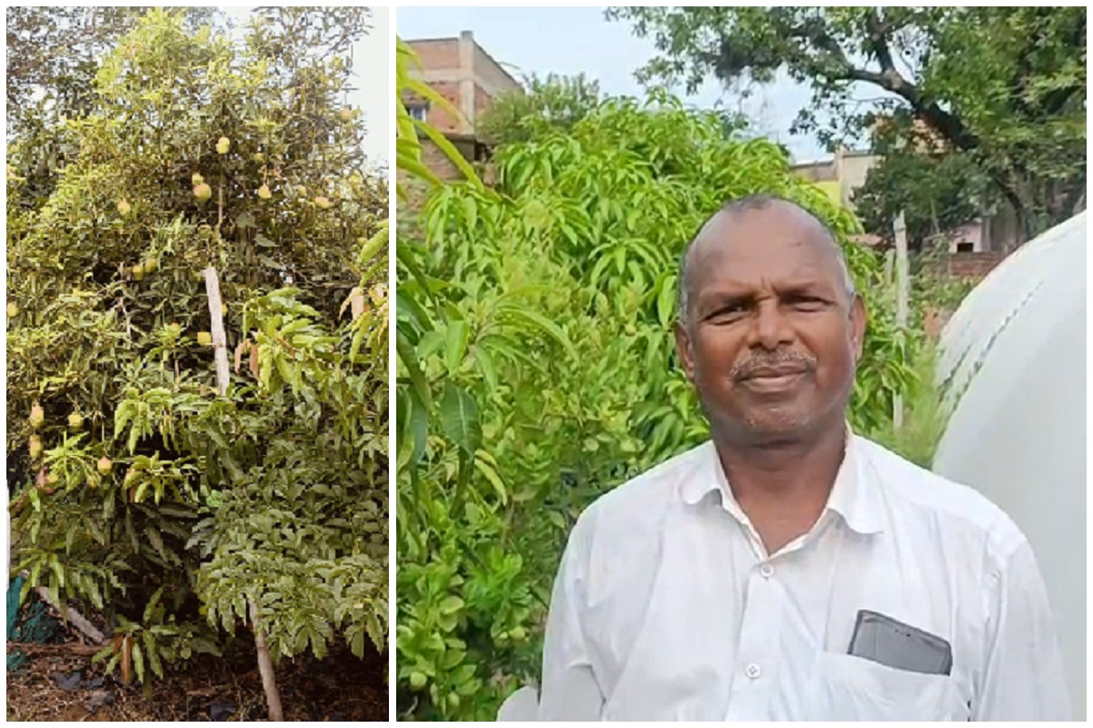 बड़कागांव में दुनिया के सबसे महंगे आम की चोरी, आम का दाम सुनकर आपके मुंह से निकलेगा – ‘आंय?’