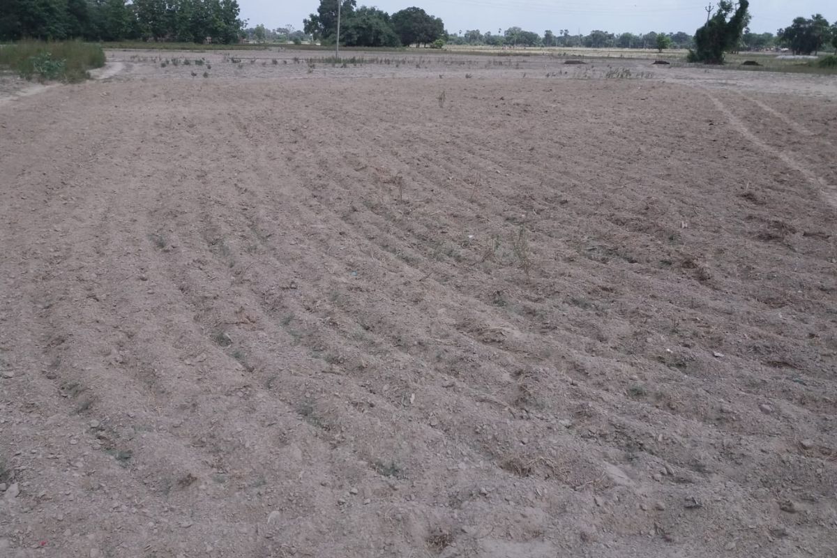 सारण में 85% किसानों ने नहीं डाला धान का बिचड़ा, कम बारिश से खेती पर संकट, मानसून का इंतजार