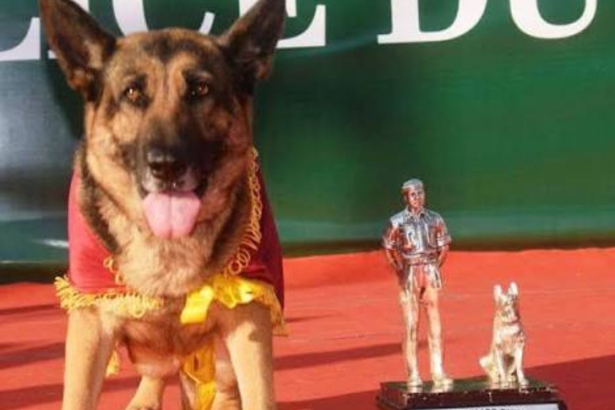 8 साल की सेवा के बाद रिटायर हुई खोजी श्वान ‘क्यूटी’, SSB ने गोद लेने के लिए मांगे आवेदन