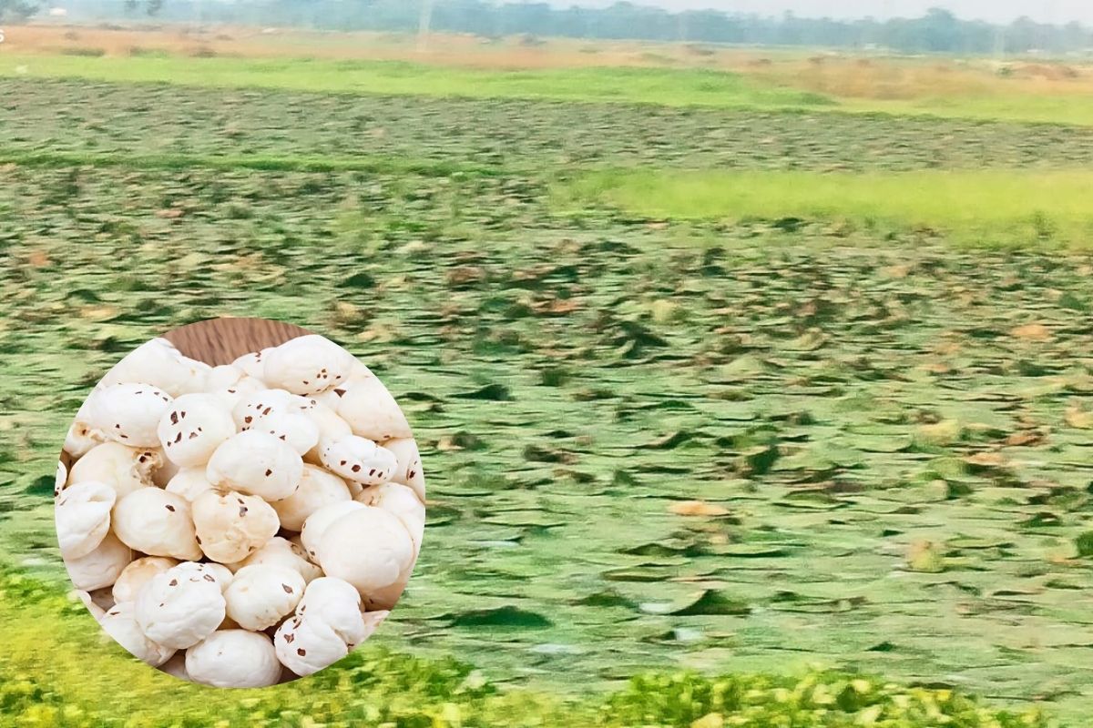 सहरसा में जलजमाव वाली जमीन से किसानों ने उगाया ‘सफेद सोना’, सलखुआ में मखाना क्रांति की नई कहानी