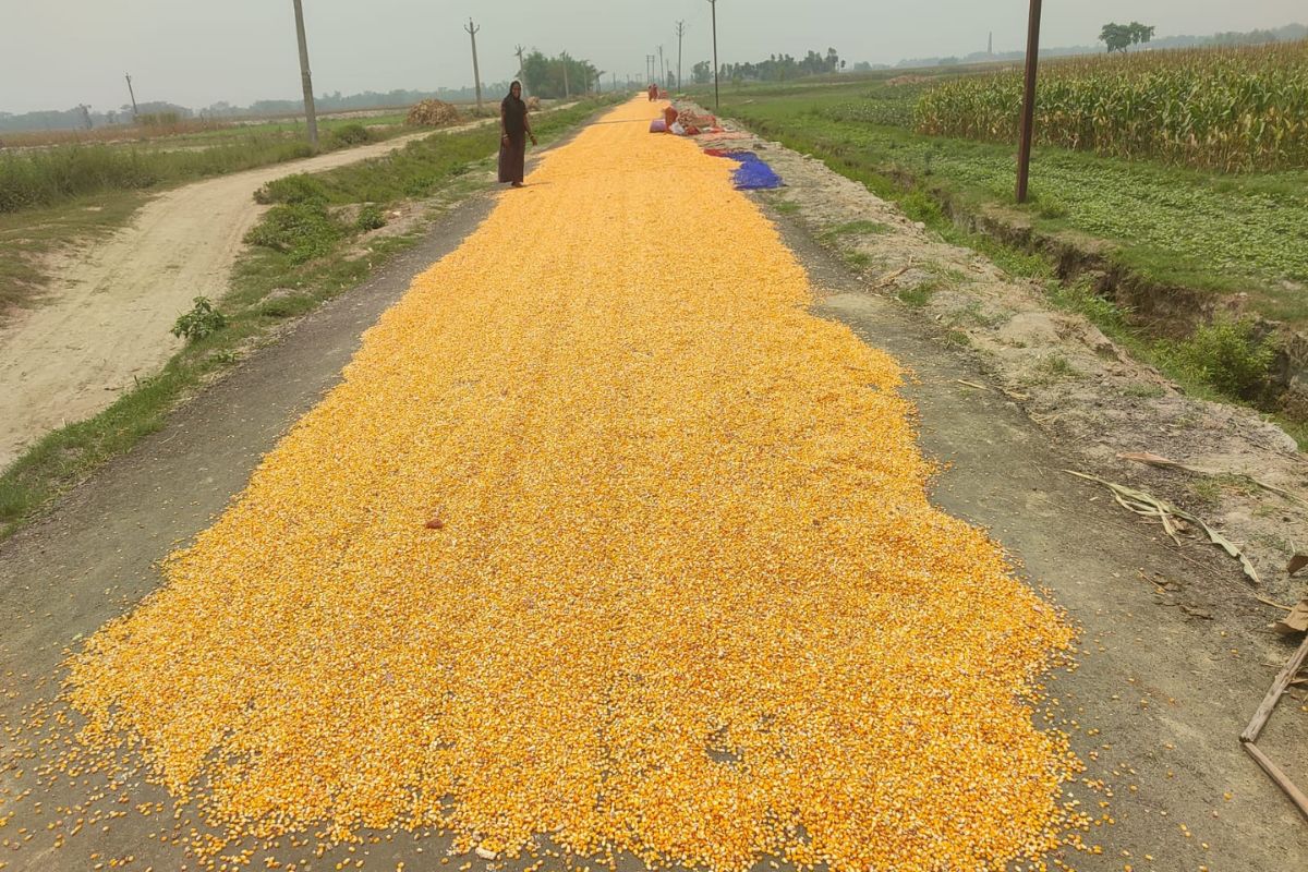 सहरसा में सड़क बनी खलिहान, बीच रास्ते सूख रहा मक्का, राहगीरों की बढ़ी मुश्किलें