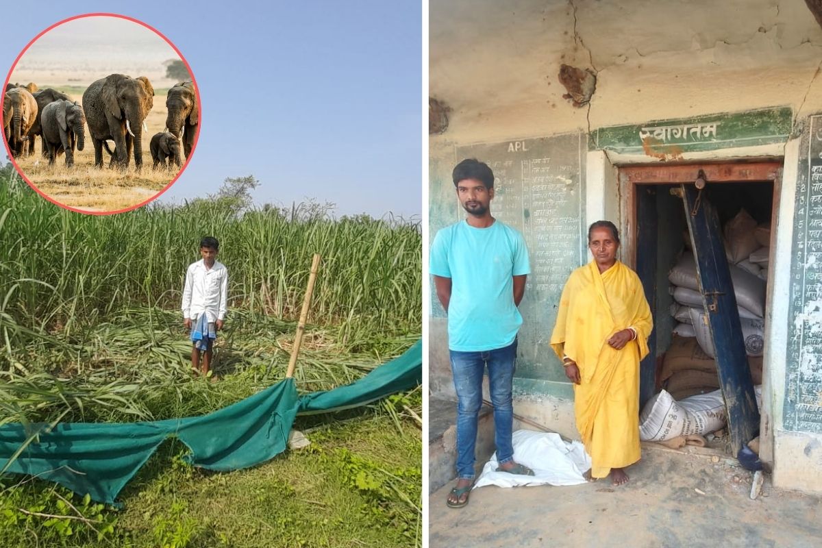 सरायकेला-खरसावां में हाथियों का आतंक : दुकान तोड़कर चावल कर गया चट, खेतों में मचाई तबाही