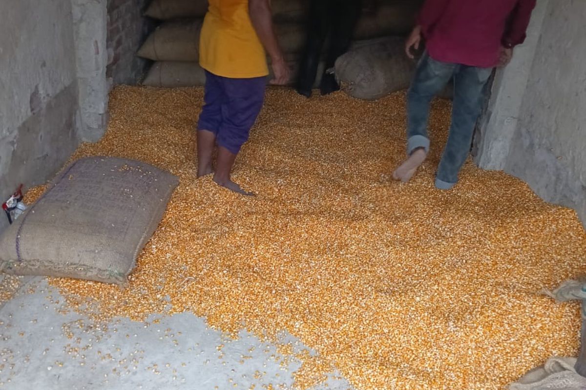 सीमांचल में मक्के की कीमतों में जबरदस्त उछाल: गलगलिया फैक्ट्री ने बढ़ाई खरीद दर