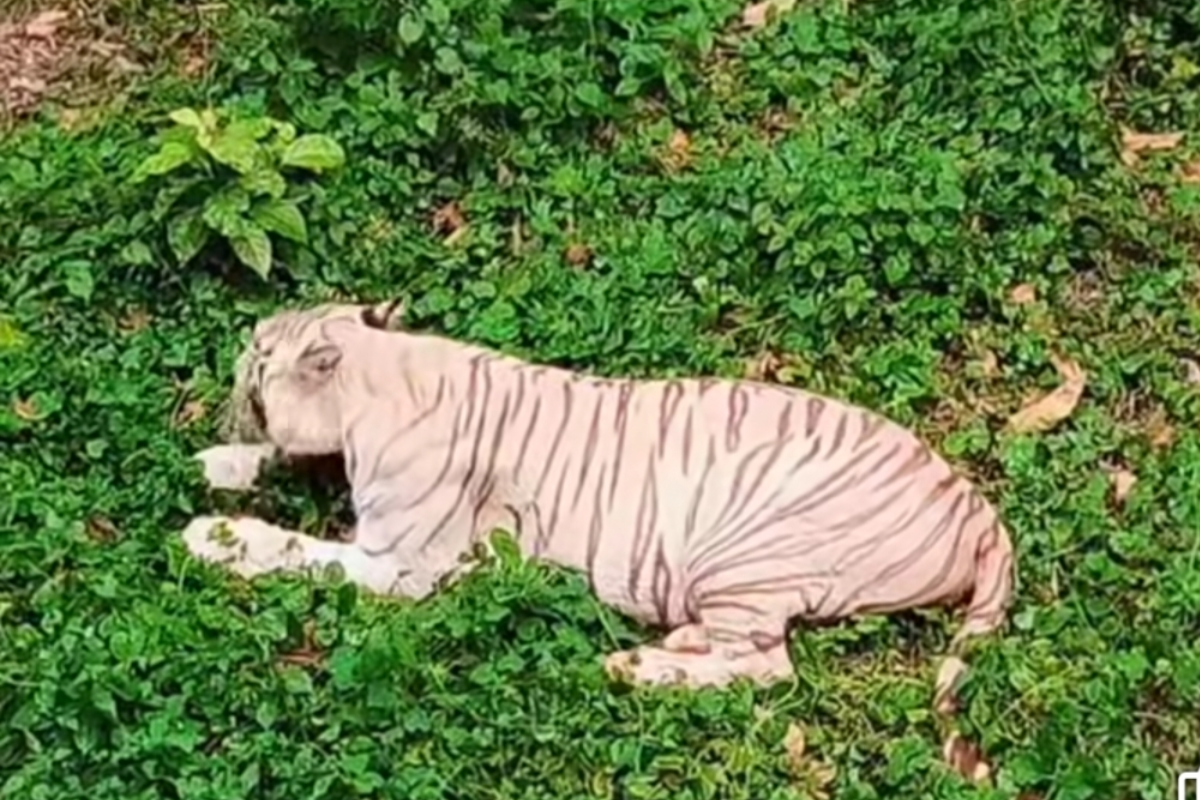 नवादा में ‘सफेद बाघ’ के वीडियो का सच: फेसबुक पर वायरल दावे का वन विभाग की जांच में हुआ बड़ा खुलासा!