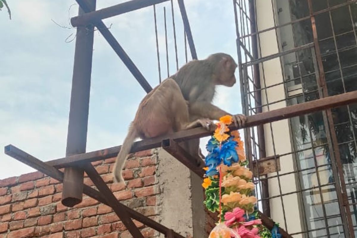 ‘प्यासे बंदर’ तोड़ रहे टंकी का ढक्कन, नगरवासियों ने प्रशासन से लगाई गुहार