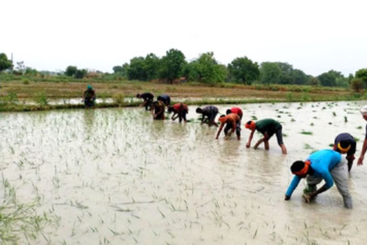 हरनौत में ‘आत्मा’ के तहत खेत बचाओ अभियान, कृषि वैज्ञानिकों ने साझा किए आधुनिक तकनीक के टिप्स