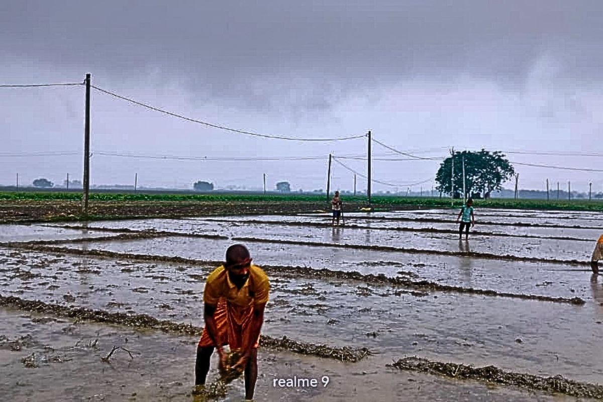 झमाझम बारिश के बीच किसानों ने शुरू की धान के बिचड़ा गिराने की तैयारी, महंगे बीज ने बढ़ाई चिंता
