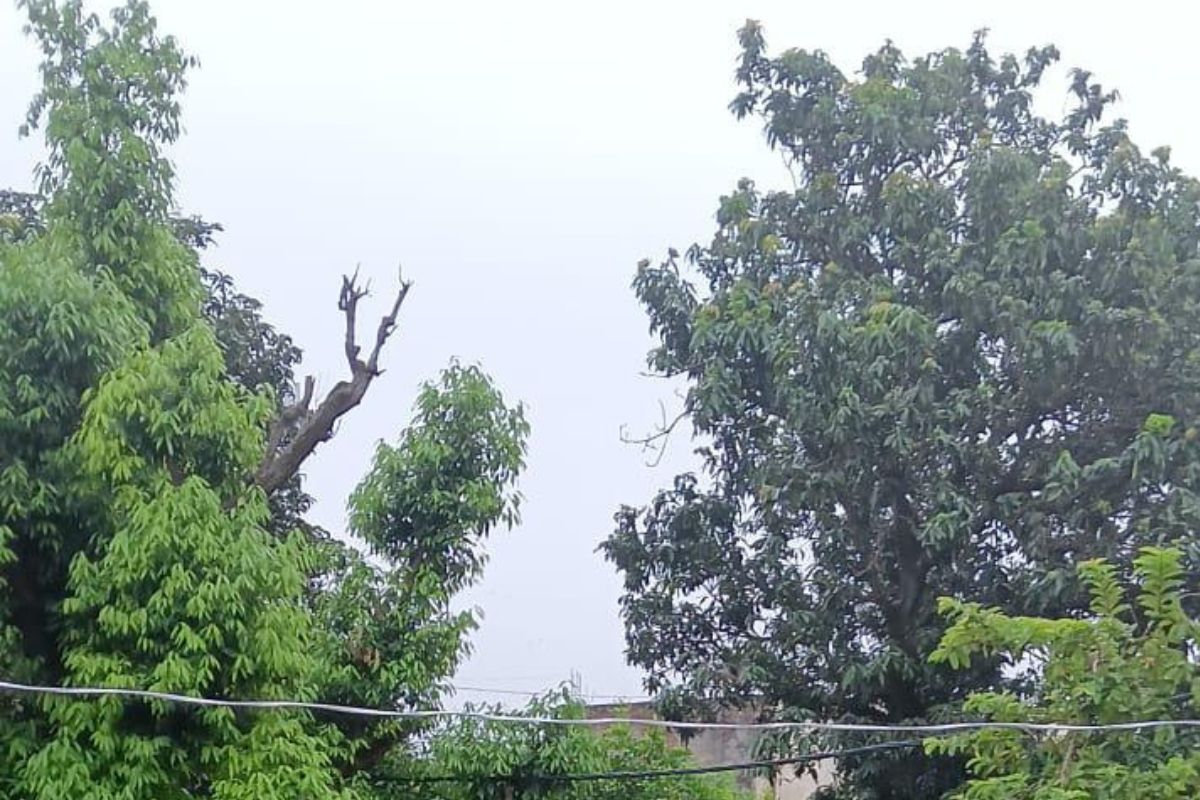 पूर्णिया में शीतल समीर के साथ हुई खुशनुमा सुबह, बारिश के बाद मौसम हुआ सुहावना
