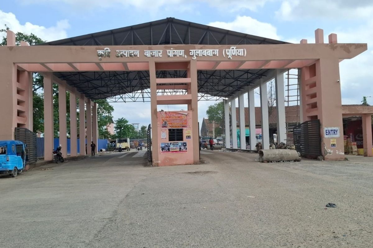 गुलाबबाग मंडी: मजबूत रही मक्का की बिकवाली, गेहूं रहा ढीला