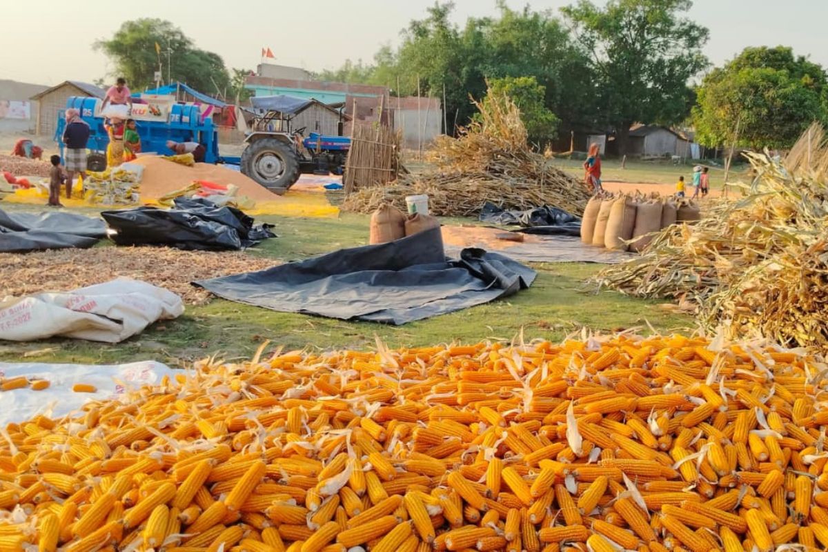 मक्के की बंपर पैदावार से किसान खुश, लेकिन कम दाम से नाराजगी
